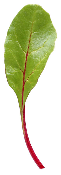 Kh Baby Leaf rot Mangold 250BW