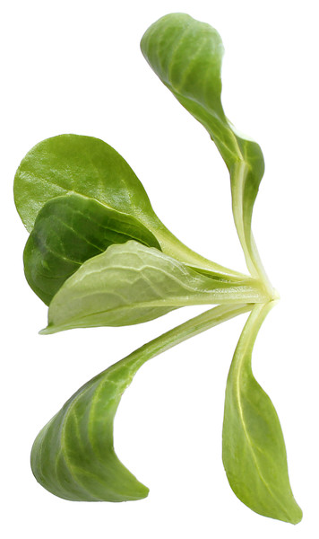 Kh Feldsalat 250g BW