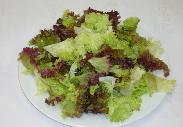 Lollo Rosso 40mm 1kg