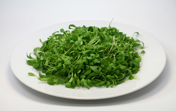 Kresse gewaschen 0,5kg