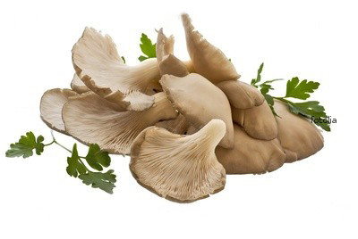 HU Austernpilze 1,5kg