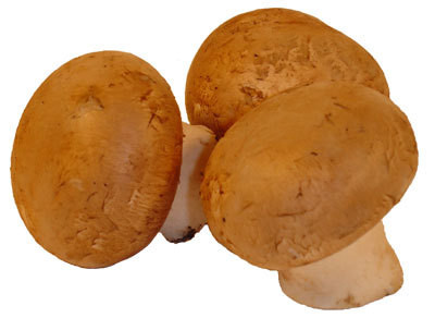 PL Champignon braun