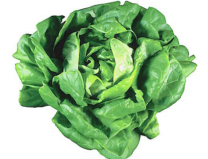 IT Kopfsalat HKL I