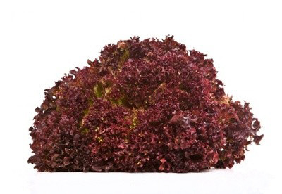 DE Lollo Rosso Kopf HKL I